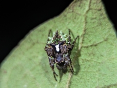 Parawixia