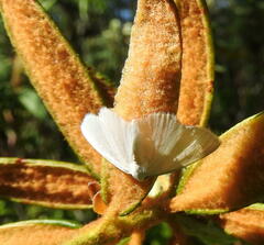 Lomographa vestaliata