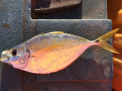 Chloroscombrus orqueta