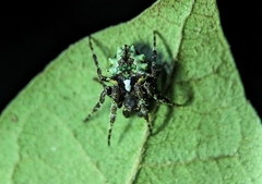 Parawixia