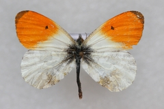 Anthocharis carolinae