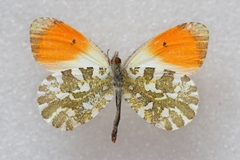 Anthocharis carolinae