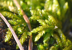 Scleropodium obtusifolium