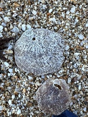 Pododesmus macrochisma