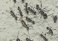 Labidus
