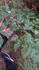 Pteris macilenta