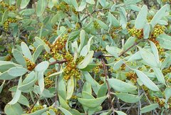 Santalum spicatum