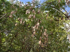 Albizia lebbeck