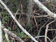 Sylvilagus aquaticus