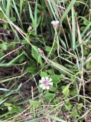 Phyla nodiflora minor
