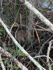 Sylvilagus aquaticus