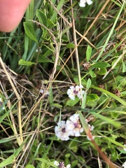 Phyla nodiflora minor