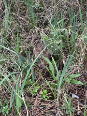 Sylvilagus aquaticus