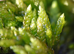 Scleropodium obtusifolium