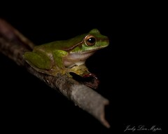 Ranoidea pearsoniana