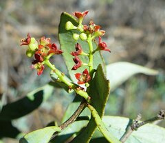 Santalum spicatum