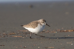 Calidris mauri