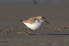 Calidris mauri