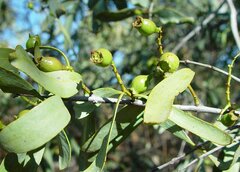 Santalum spicatum