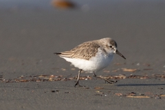 Calidris mauri