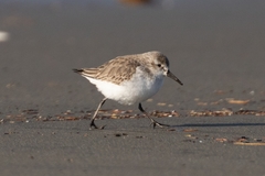 Calidris mauri