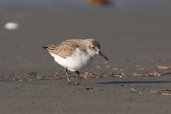 Calidris mauri