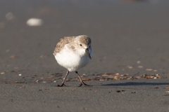 Calidris mauri