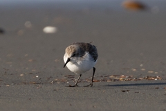 Calidris mauri