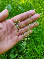 Poa