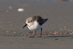 Calidris mauri