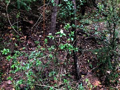 Pseuderanthemum tenellum