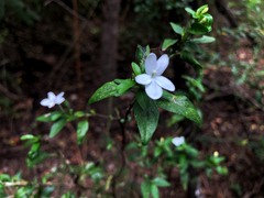 Pseuderanthemum tenellum