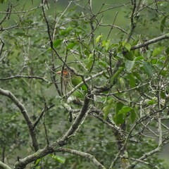 Psilopogon zeylanicus