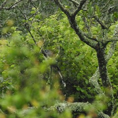 Phaenicophaeus viridirostris