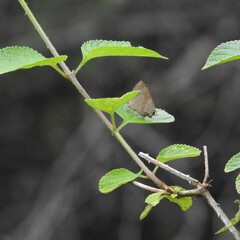 Surendra quercetorum
