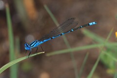 Caliagrion billinghursti