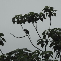 Psittacula cyanocephala