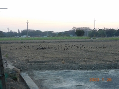 Acridotheres javanicus