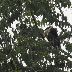 Anthracoceros coronatus