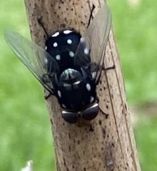 Rutilia