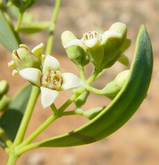 Santalum lanceolatum