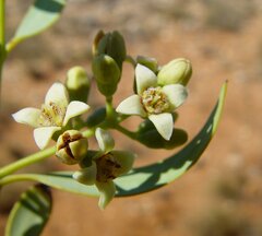 Santalum lanceolatum