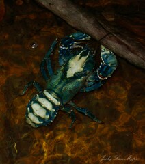 Euastacus sulcatus