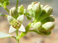Santalum lanceolatum