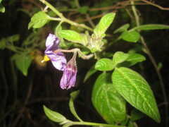 Solanum caripense