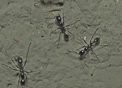 Labidus