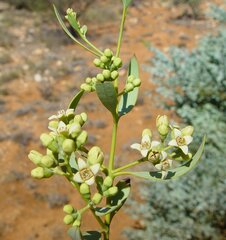 Santalum lanceolatum