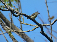 Camptostoma obsoletum