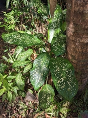 Dieffenbachia seguine