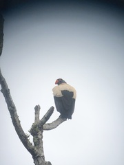 Sarcoramphus papa image